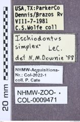 Etikett zu Simodactylus catei (Schimmel, 2003)